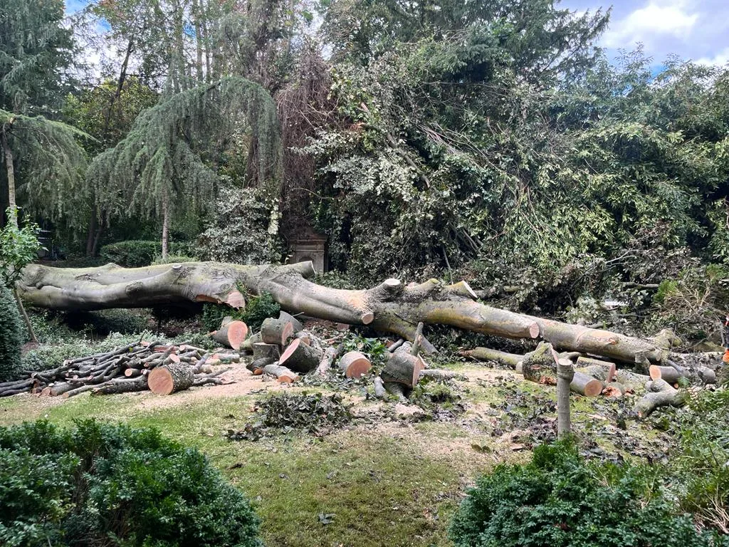 Élagage arbres Ouest parisien