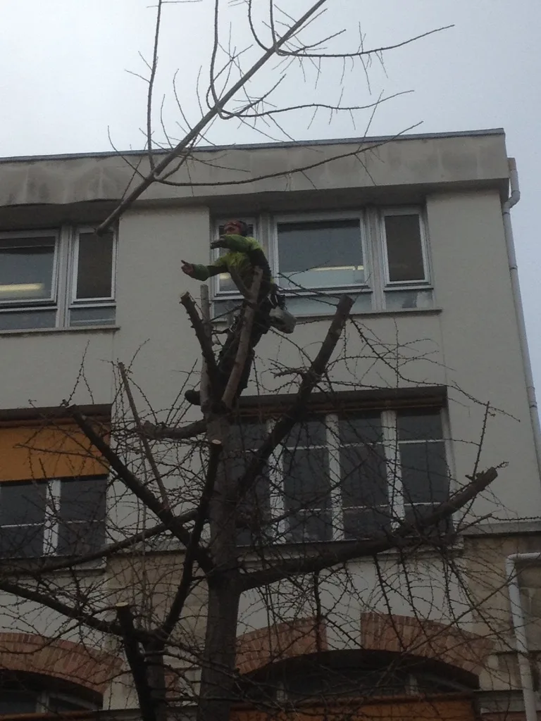 Élagage professionnel de grand arbre