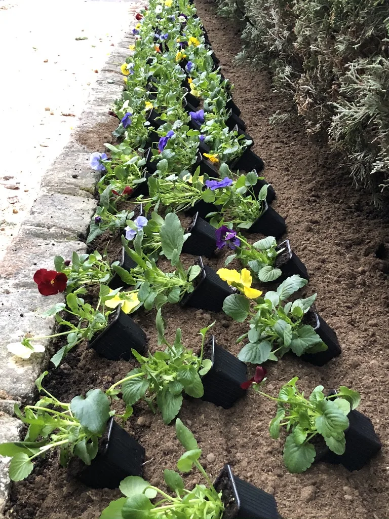 Arbustes plantés par G Mon Jardinier